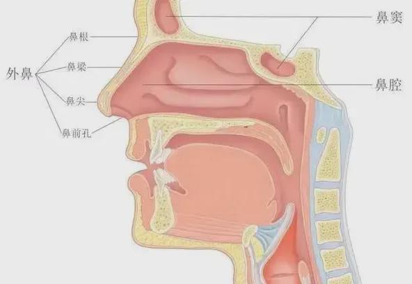 ！认识这几种异常出血别再忽视了！尊龙凯时app鼻出血=小毛病？错(图2)